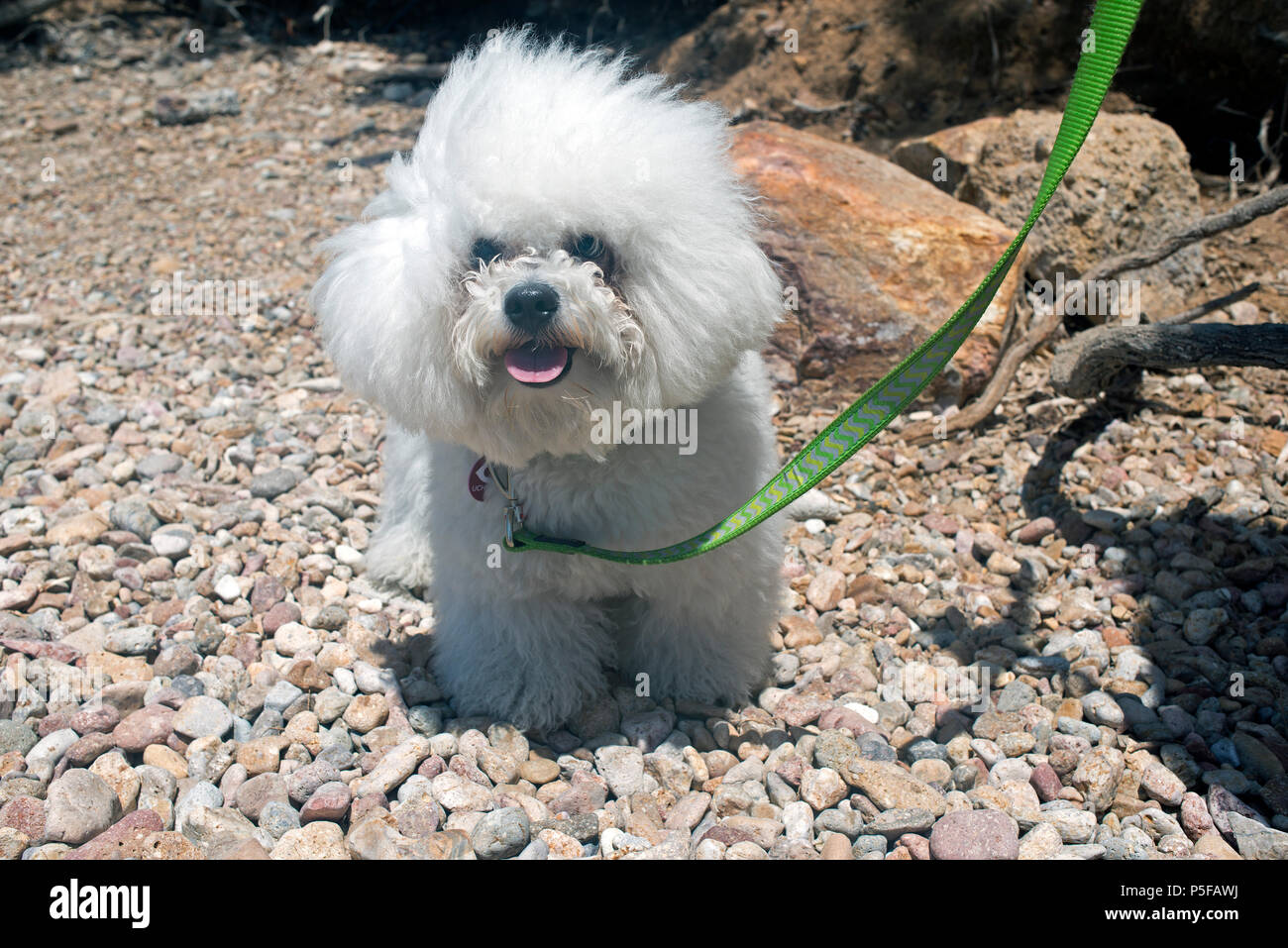 A super cute bolognese breed dog like a toy at the beach in summer time