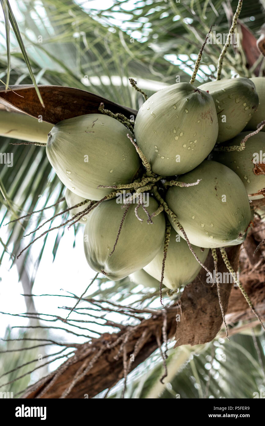 Kokosnüsse an der Palme, coconuts at the palmtree, thailand Stock Photo