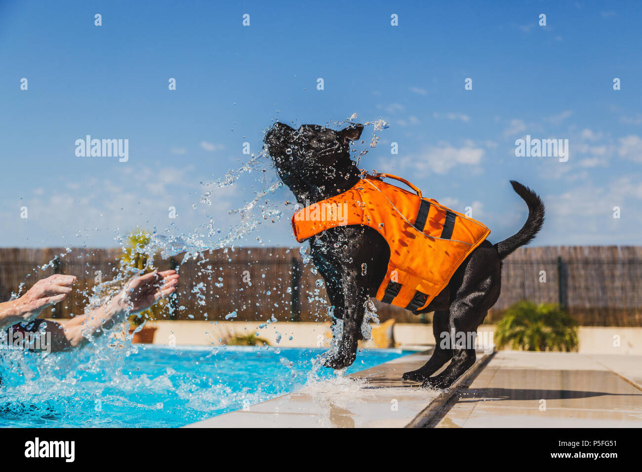 black staffordshire bull terrier dog in an orange lifejacket playing safely by the side of a swimming pool. He is enjoying being splashed Stock Photo