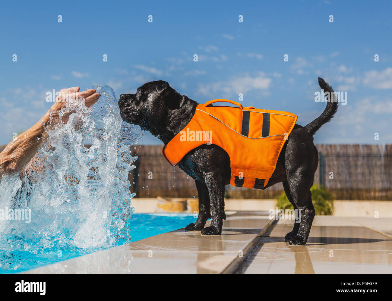 black staffordshire bull terrier dog in an orange lifejacket playing safely by the side of a swimming pool. He is being splashed and is trying to catc Stock Photo