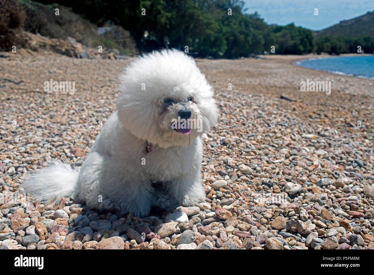 A super cute bolognese breed dog like a toy at the beach in summer time