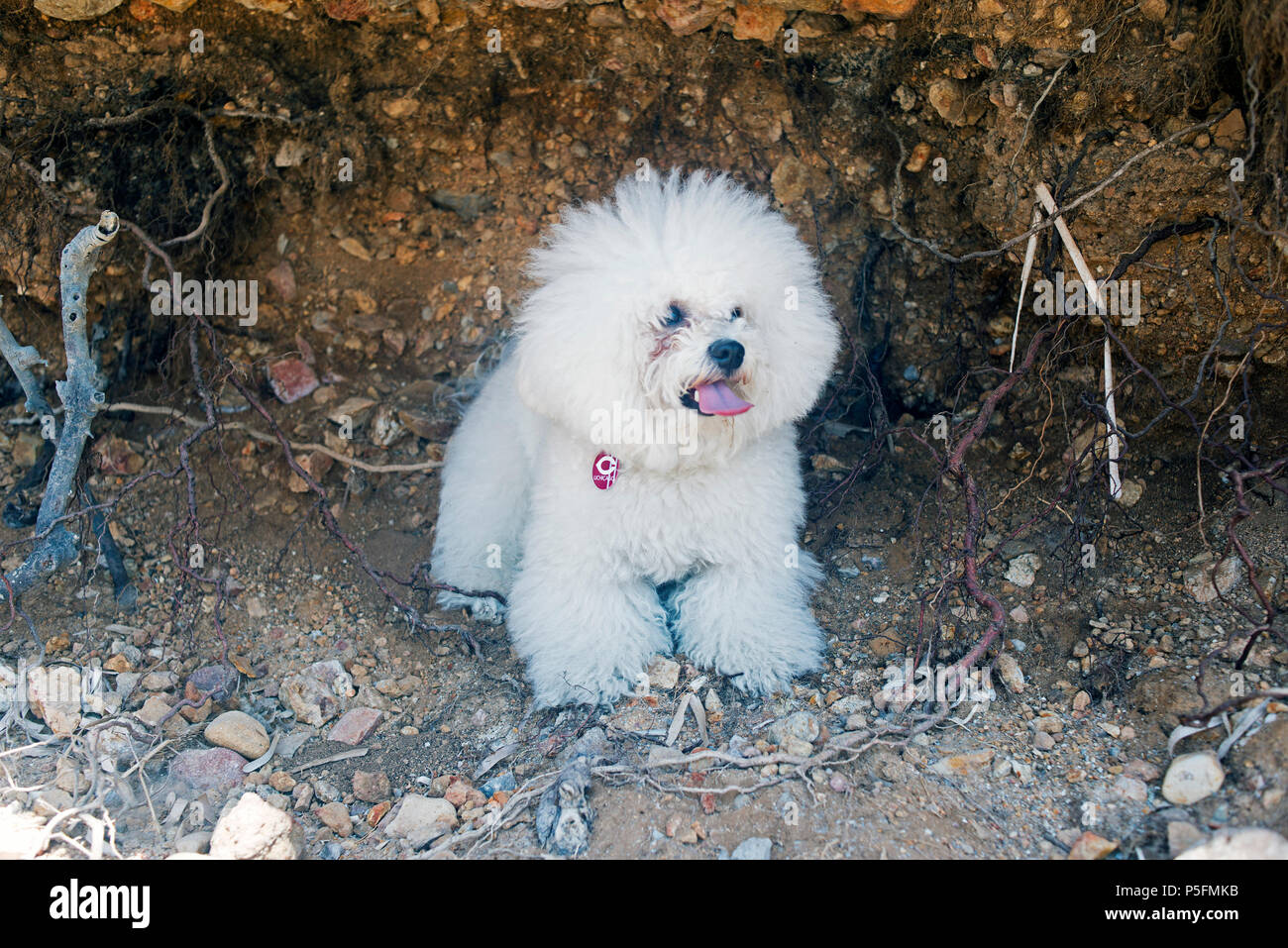 A super cute bolognese breed dog like a toy at the beach in summer time