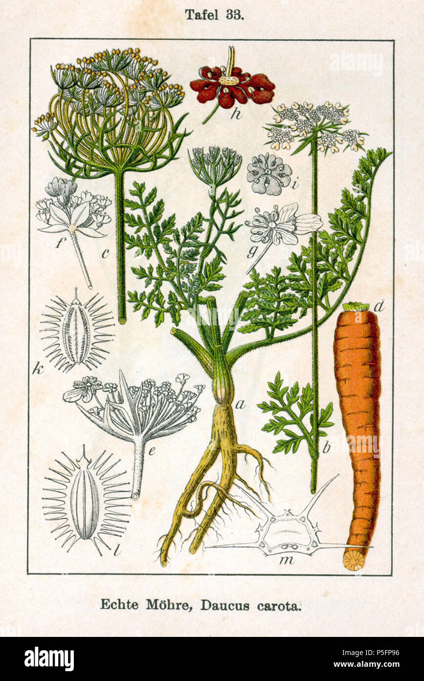 N/A. English: Daucus carota L. Original Description Echte Möhre, Daucus carota  . 1796. Johann Georg Sturm (Painter: Jacob Sturm) 415 Daucus carota Sturm12033 Stock Photo