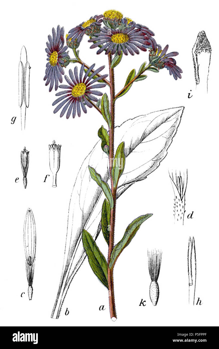 N/A. Berg-Aster, Aster amellus . 1796. Johann Georg Sturm (Painter: Jacob Sturm) 143 Aster amellus Sturm6-cropped Stock Photo