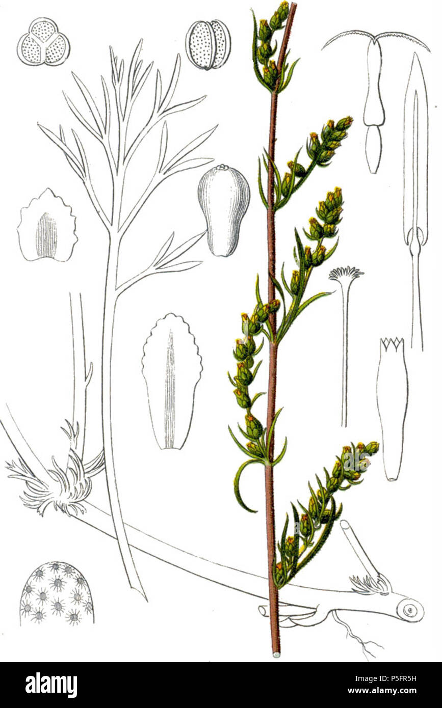 N/A. Artemisia campestris L. Original Caption Feld-Beifuss, Artemisia campestris . 1796. Johann Georg Sturm (Painter: Jacob Sturm) 140 Artemisia campestris Sturm34 Stock Photo