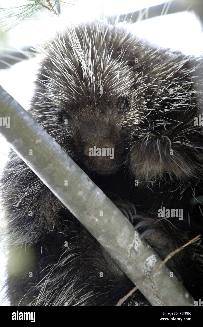 Porcupine in tree teeth hi-res stock photography and images - Alamy