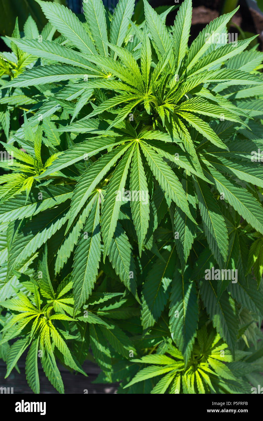 detail view of young cannabis plant Stock Photo