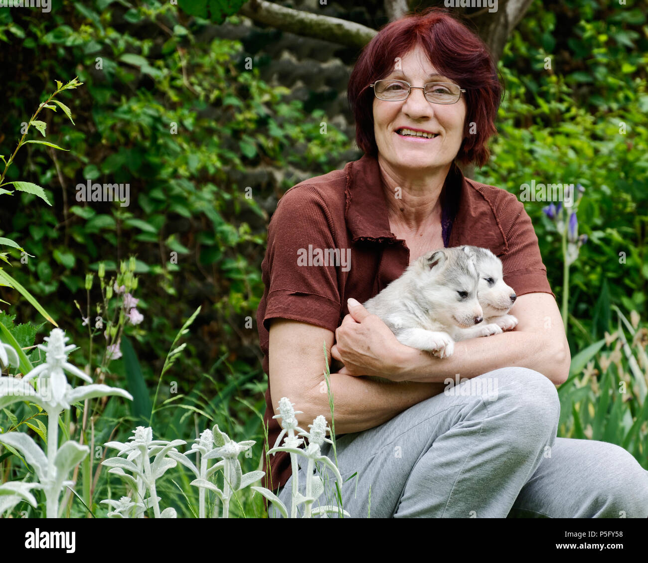 Older woman holding two Husky puppies in her arms in the garden. Little baby Siberian Huskies. Stock Photo
