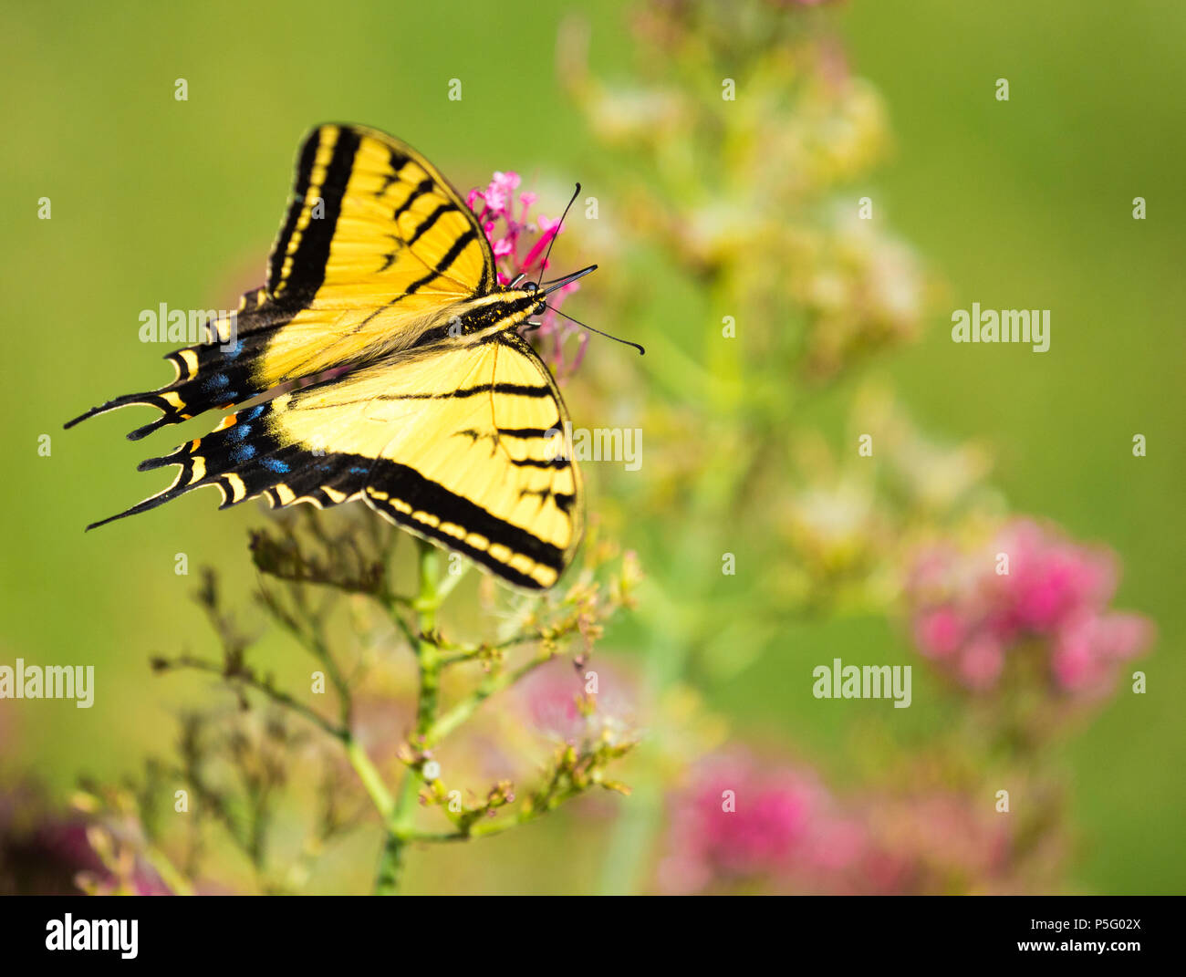 Western Tiger Swallowtail Butterfly landing on a pink flower Stock
