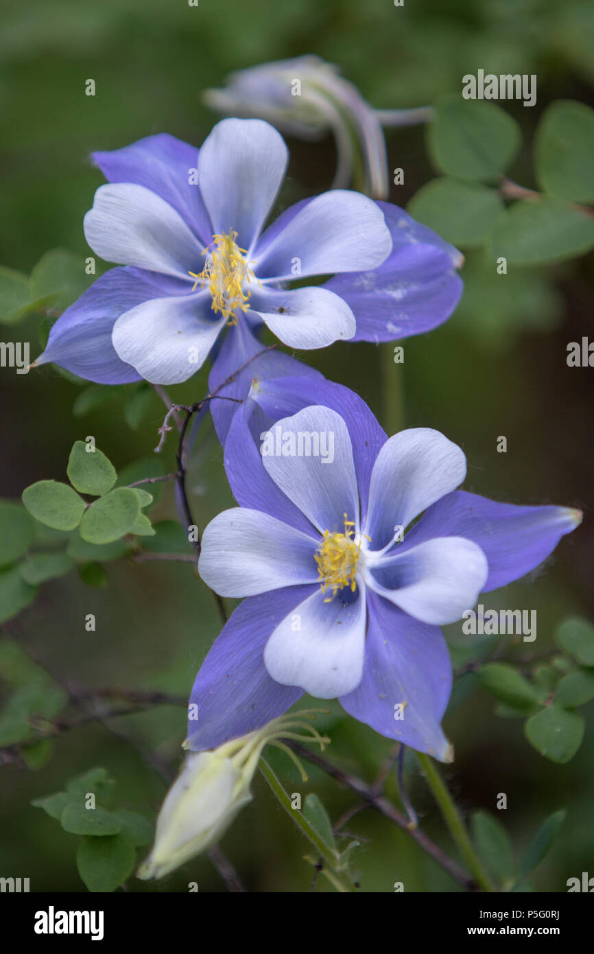 Blue Columbine Stock Photo