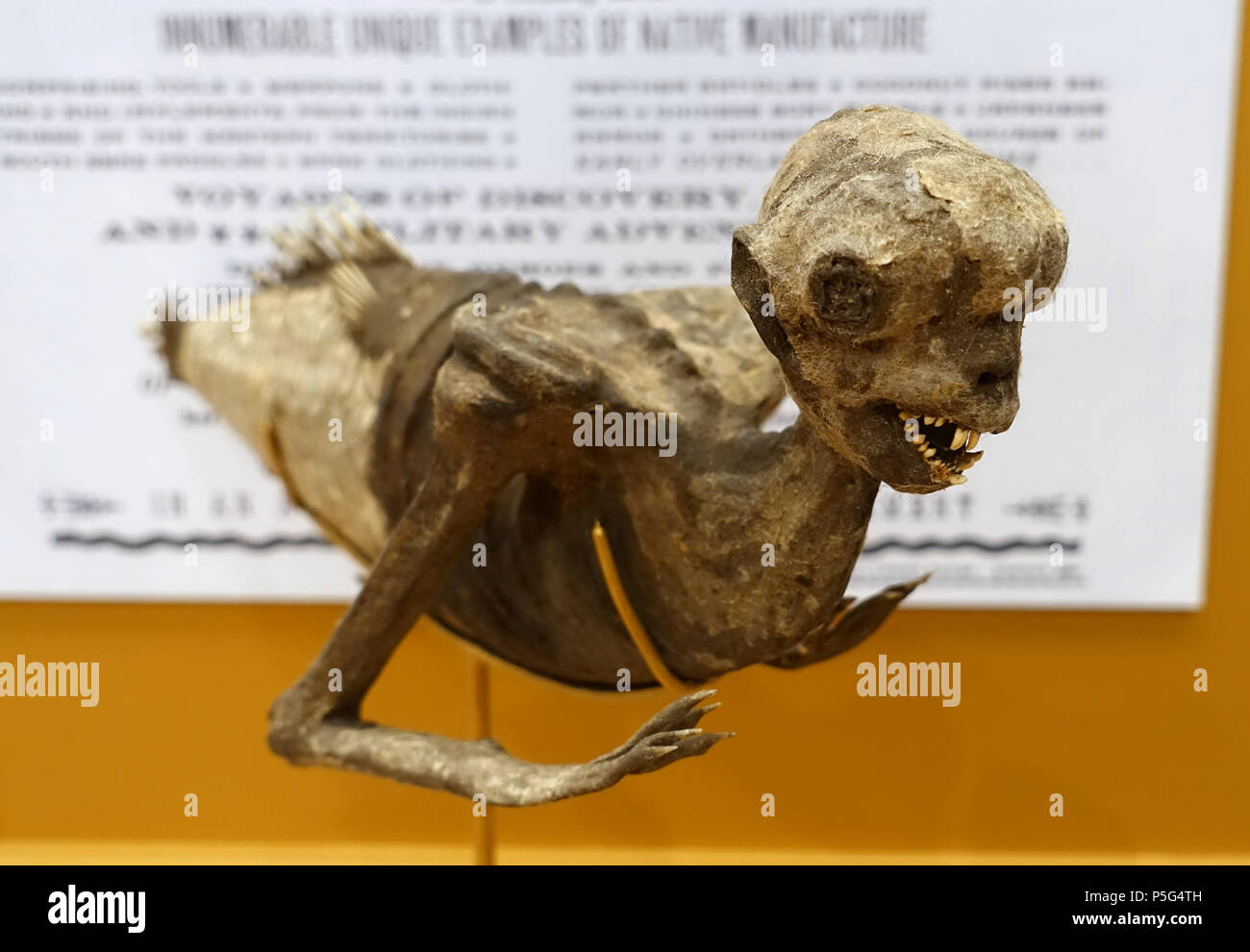 N/A. English: Exhibit from the Peabody Museum, Harvard University, Cambridge, Massachusetts, USA. Photography was permitted without restriction; exhibit is old enough so that it is in the . 27 May 2017, 16:05:03. Daderot 551 Feejee Mermaid, shown in P.T. Barnum's American Museum, 1842, as leased from Moses Kimball of the Boston Museum, papier-mache - Peabody Museum, Harvard University - DSC06156 Stock Photo