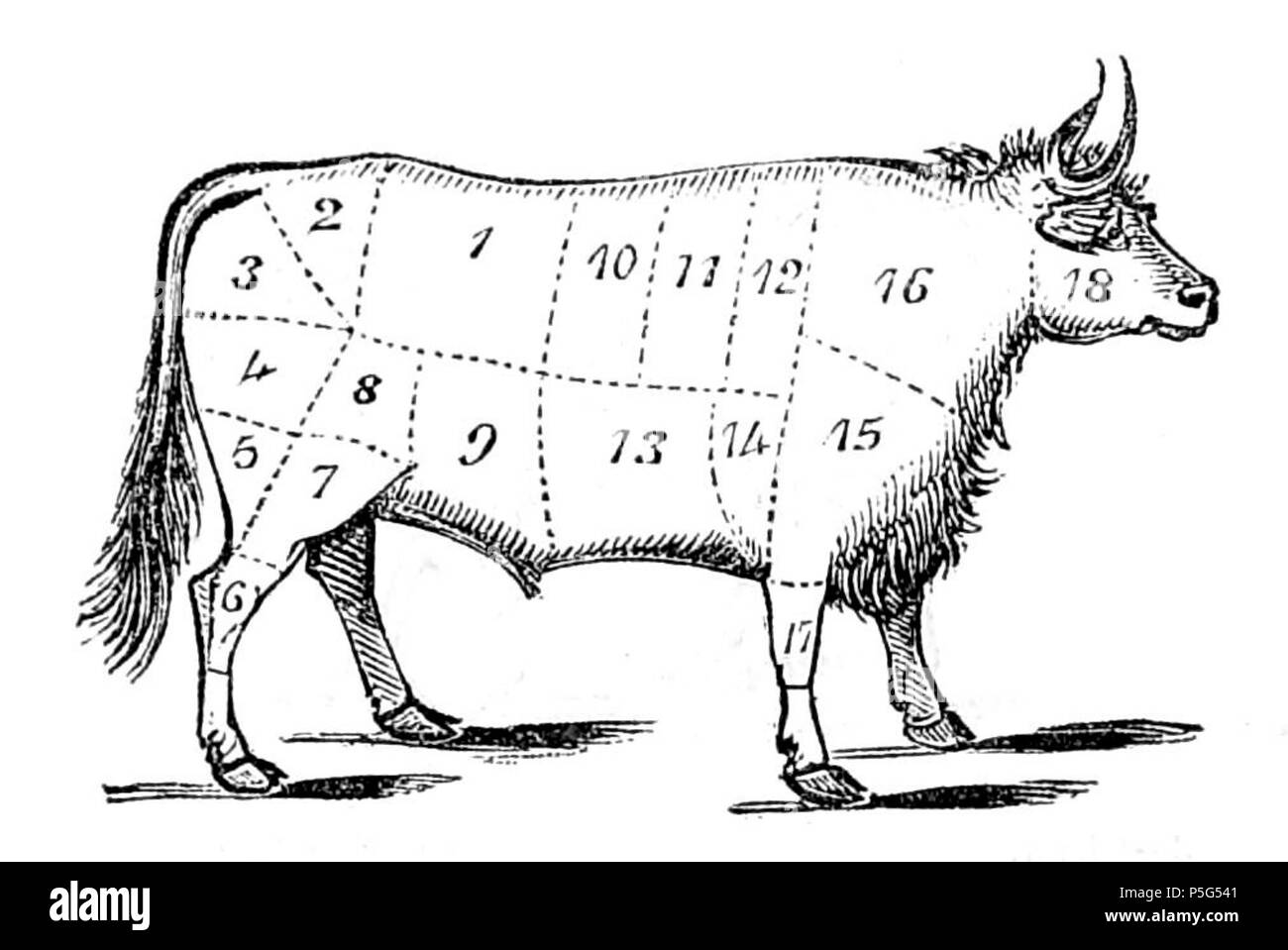 N/A. Joints of Beef. 1=Sirloin. 2=Rump. 3=Edge Bone. 4=Buttock. 5=Mouse Buttock. 6=Leg. 7=Thick Flank. 8=Veiny Piece. 9=Thin Flank / Fore Rib. 11=Middle Rib. 12=Chuck Rib. 13=Brisket. 14=Shoulder, or Leg of Mutton Piece. 15=Clod. 16=Neck, or Sticking Piece. 17=Shin. 18=Cheek. Sixth Edition, 1851. Anne Cobbett (1795-1877) 515 English Housekeeper Beef Stock Photo
