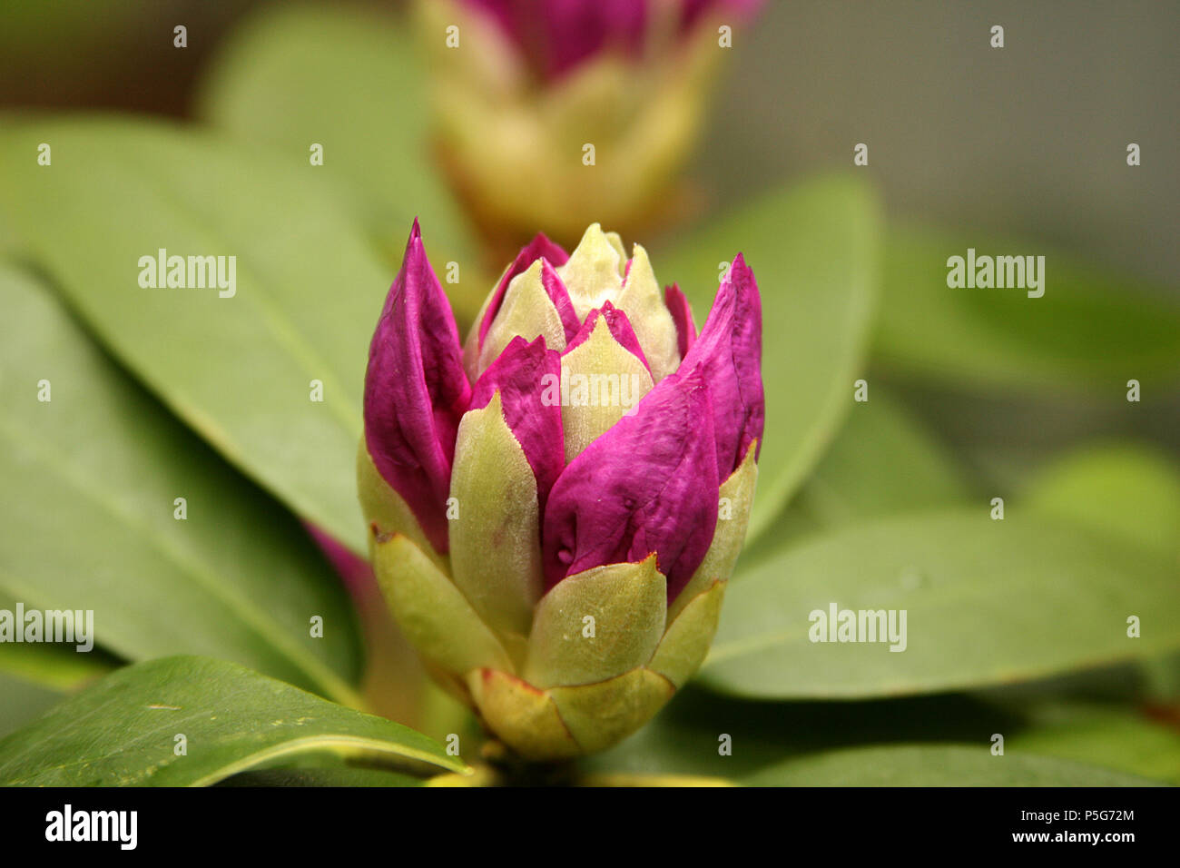Close Up Of Rhododendron Buds Stock Photo Alamy