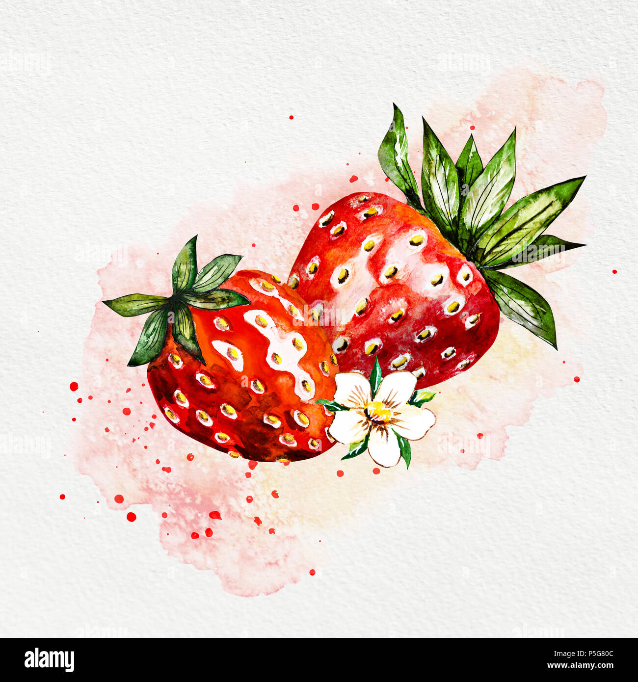 Hand drawn watercolor painting strawberry on white background