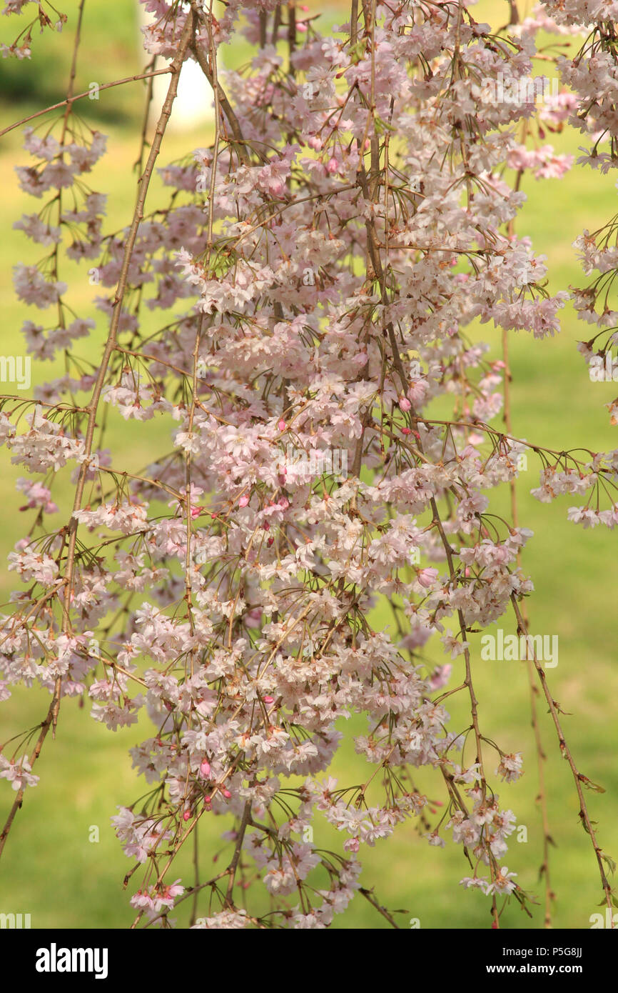 Weeping cherry (Prunus subhirtella) Stock Photo
