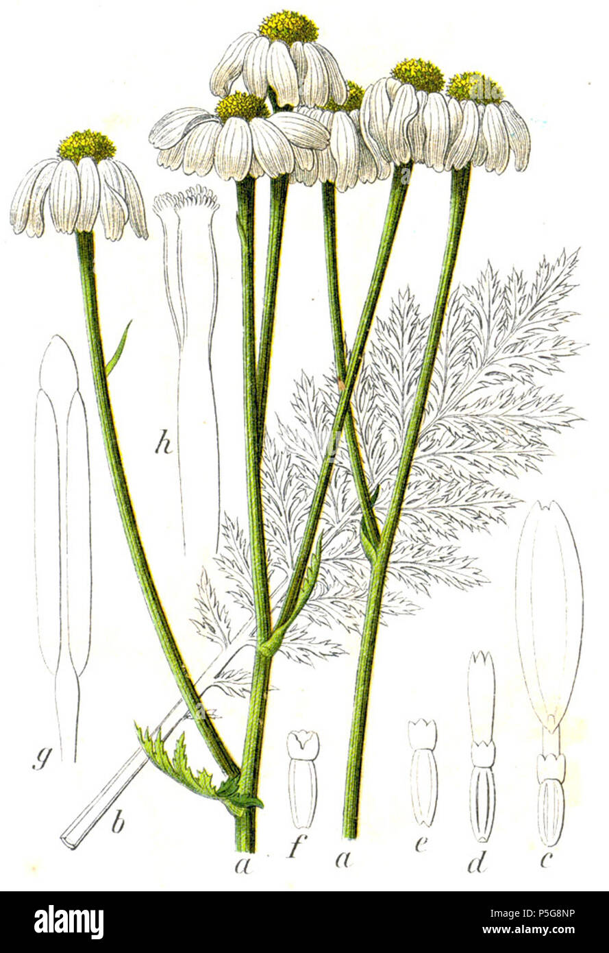 N/A. Tanacetum corymbosum (L.) Sch.Bip., syn. Chrysanthemum corymbosum L., Chamaemelum corymbosum (L.) E.H.L.Krause Original Caption Wald-Kamille, Chamaemelum corymbosum . 1796. Johann Georg Sturm (Painter: Jacob Sturm) 346 Chrysanthemum corymbosum Sturm48 Stock Photo