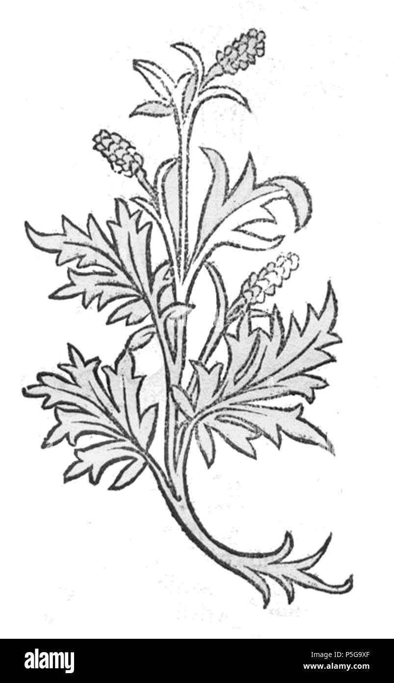 N/A. Deutsch: Abbildung von 'Artemisia' . 1491. Unknown 140 Artemisia Hortus Stock Photo
