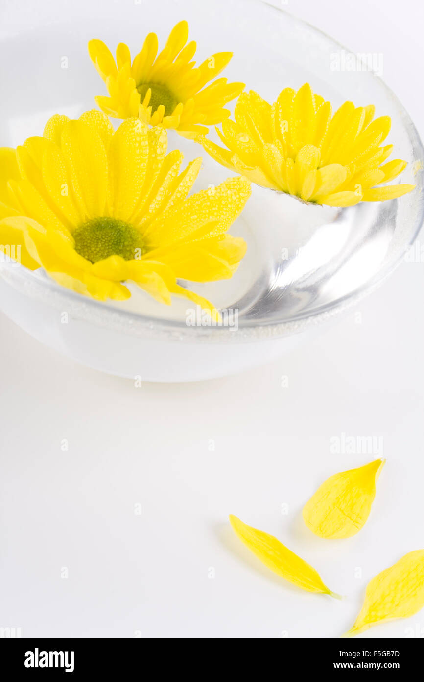 yellow flowers close up floating in water Stock Photo - Alamy