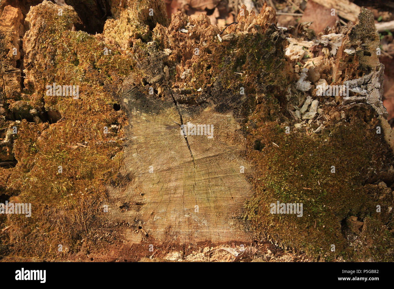 Close view of rotten tissue in cut tree trunk Stock Photo