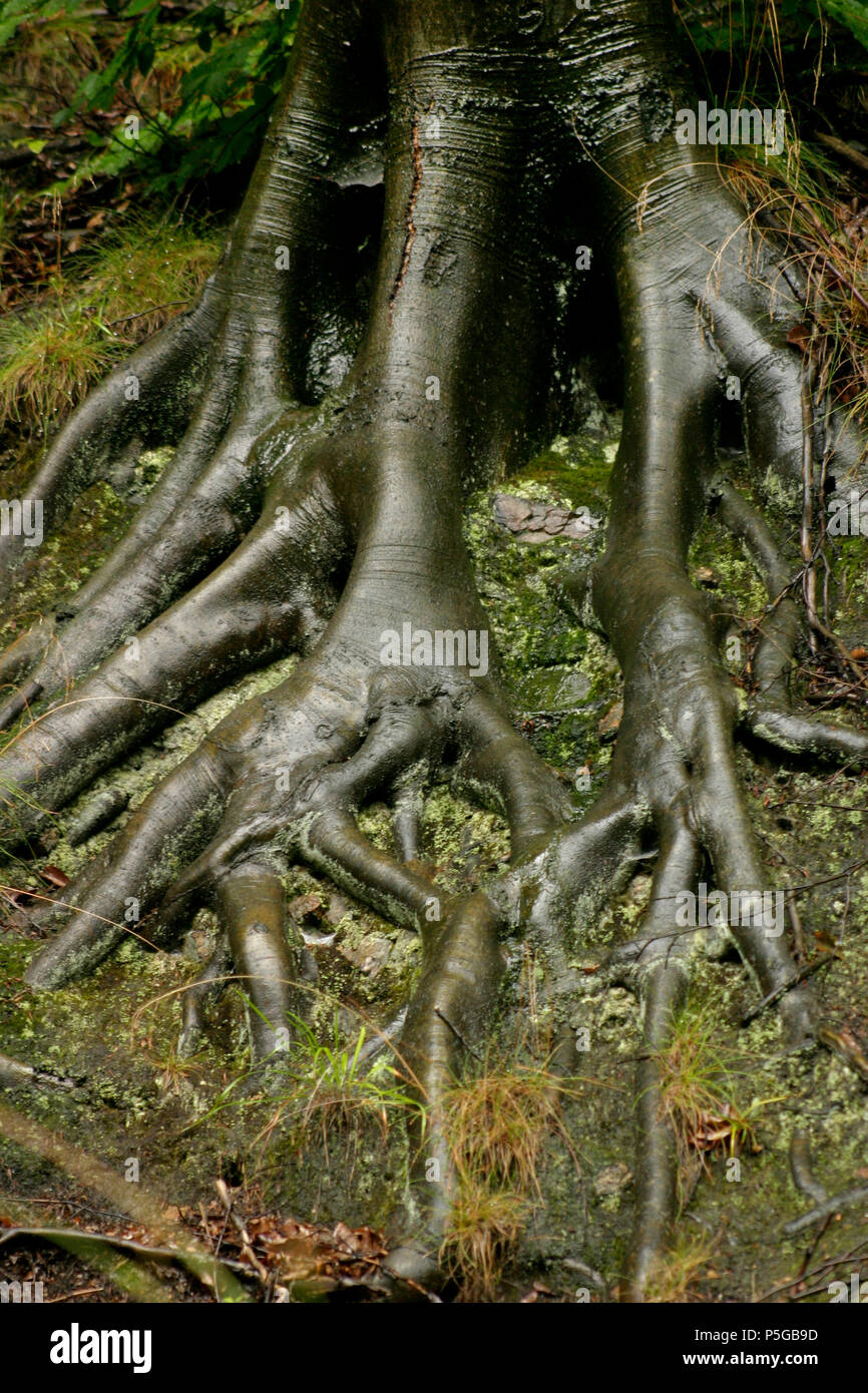 Strong tree roots on hill side Stock Photo Alamy