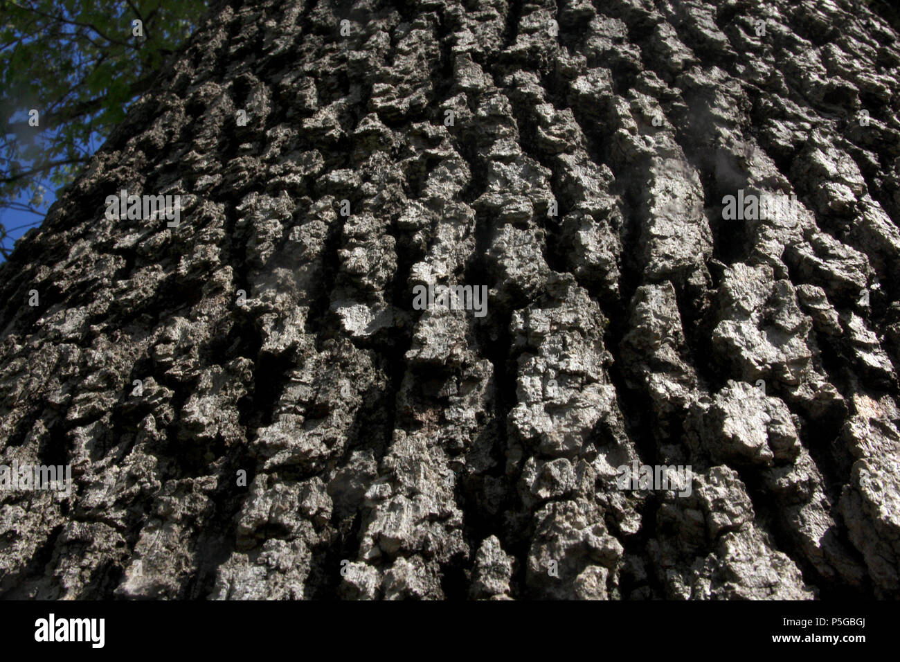 Close up of rough tree bark of large tree Stock Photo