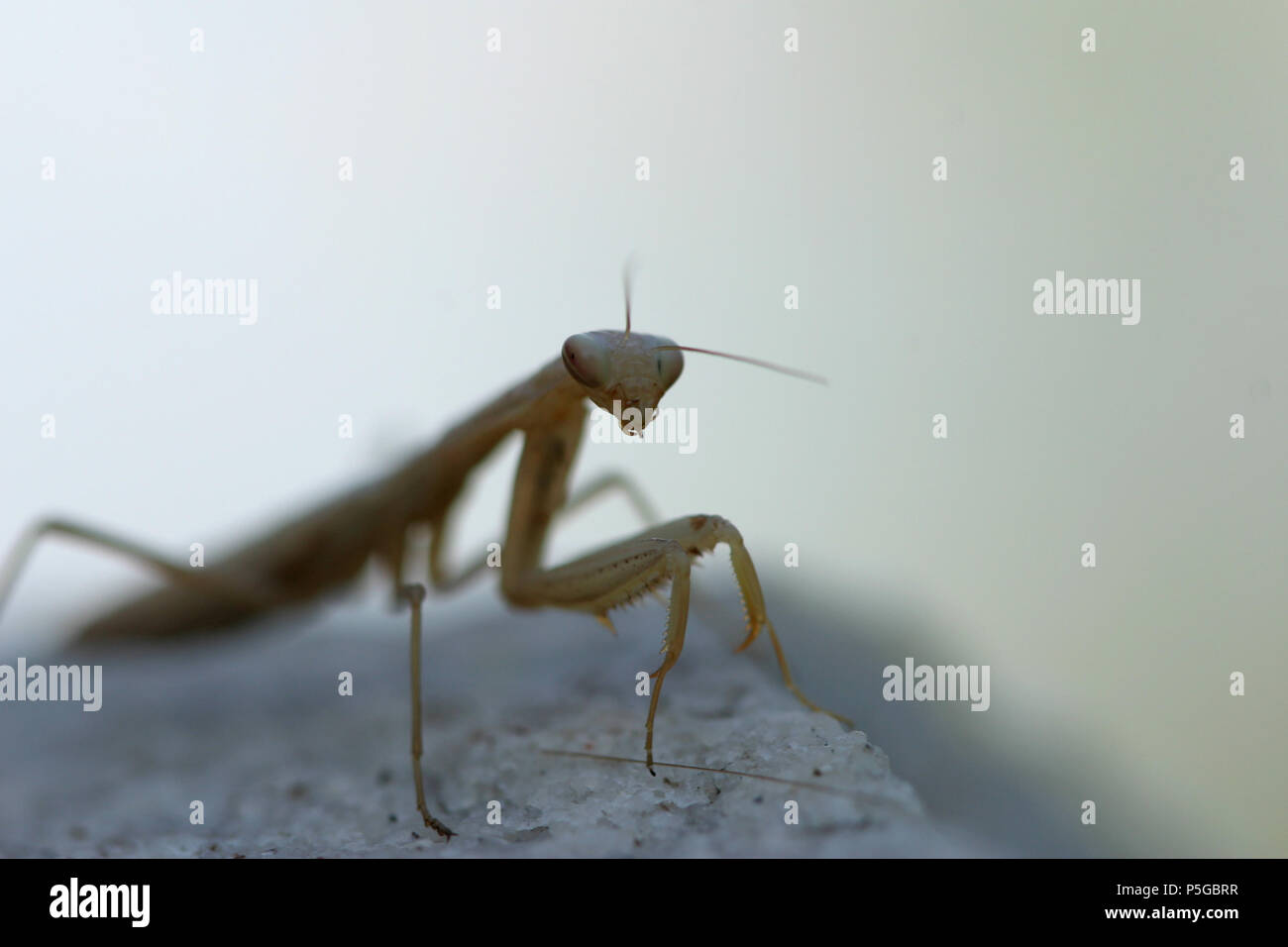 Prying Insect Close Up Macro Photo of a Praying Mantis Insect Stock Photo - Alamy
