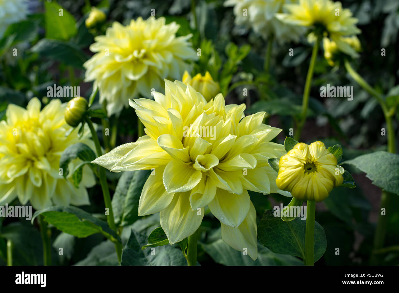 Yellow dahlia flower on the plant, beatyful bouquet or decoration