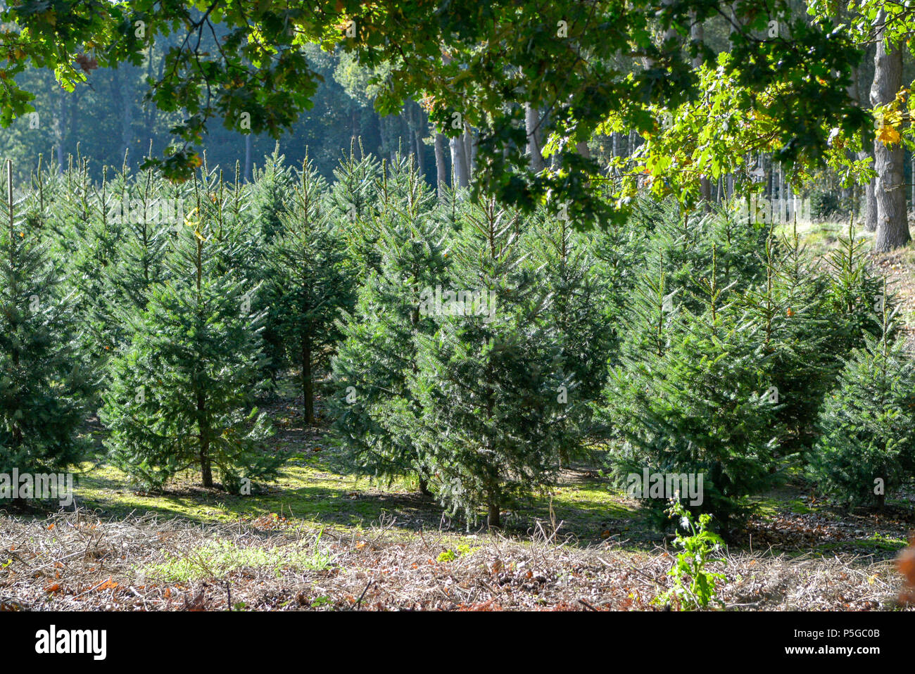 Christmas tree green bio plantation in the Netherlands, nordmann fir ready to be sold on Christmas markt Stock Photo