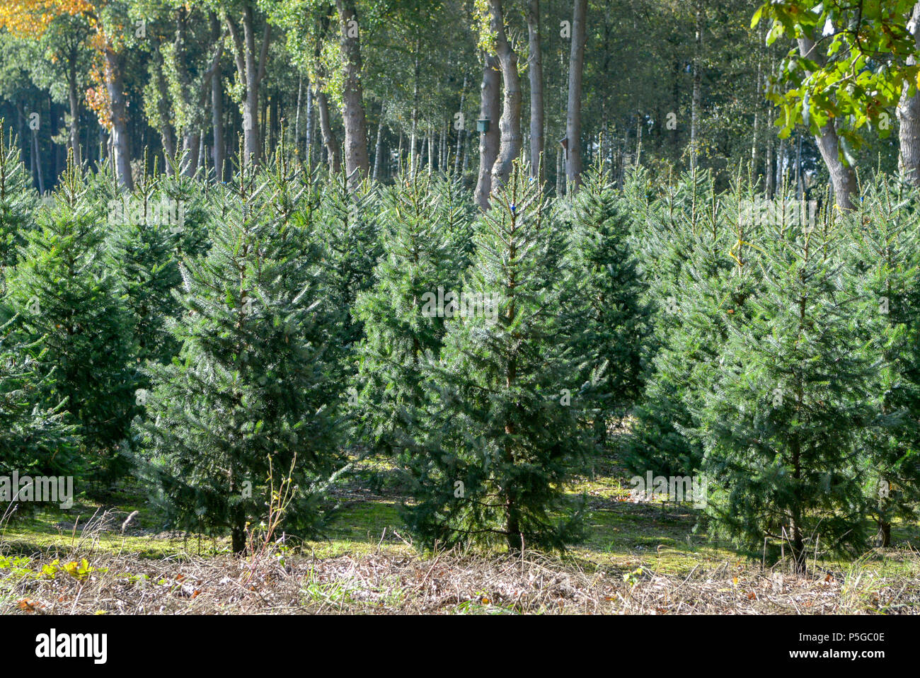 Christmas tree green bio plantation in the Netherlands, nordmann fir ready to be sold on Christmas markt Stock Photo