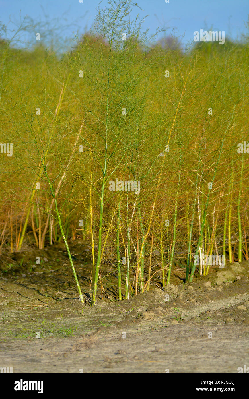 White asparagus plants Asparagus officinalis on the Dutch farm, autumn