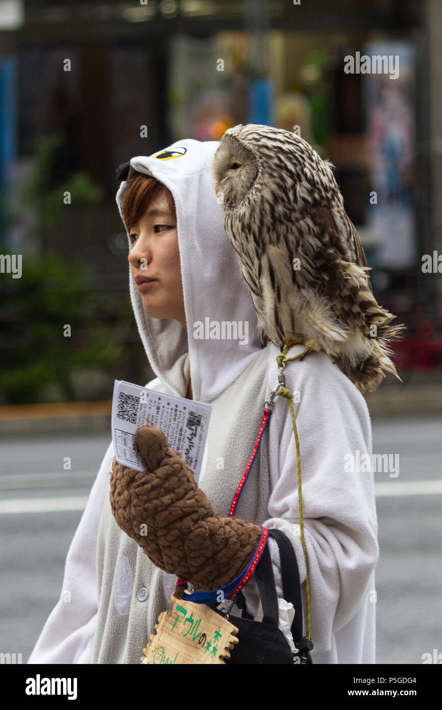 Woman in an owl costume and an owl on her shoulder promoting an owl cafe in  Akihabara, Tokyo Stock Photo - Alamy, image size:866x1390
