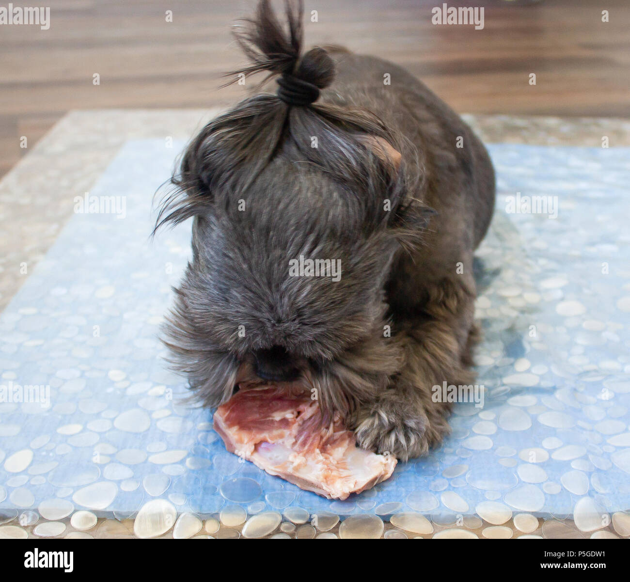 Small dog Shih Tzu feeding raw meat pork neck bone Stock Photo