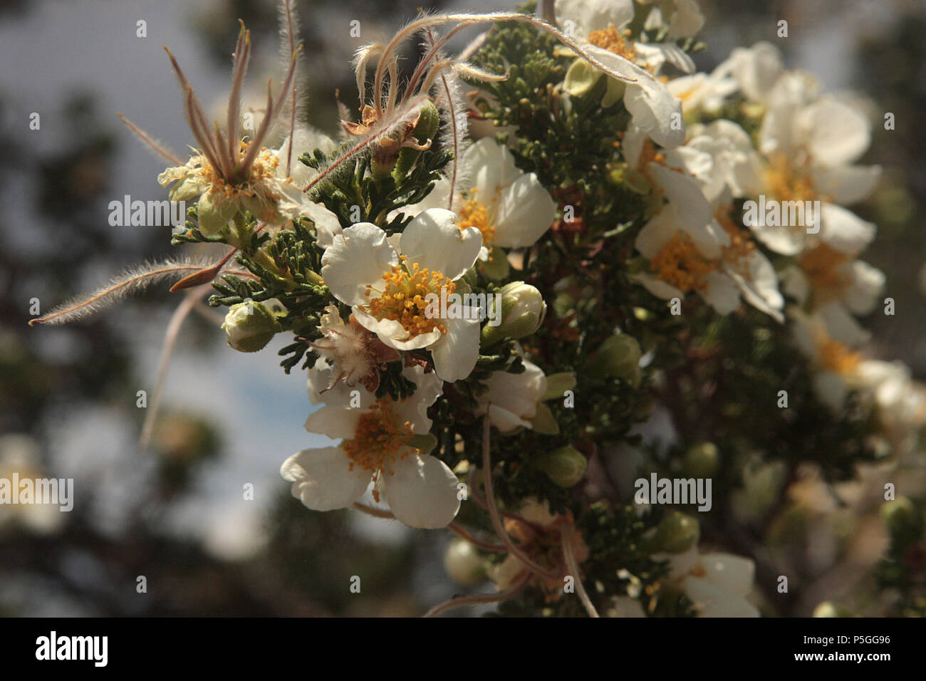 Close of of Cliffrose (Purshia) blossom Stock Photo Alamy