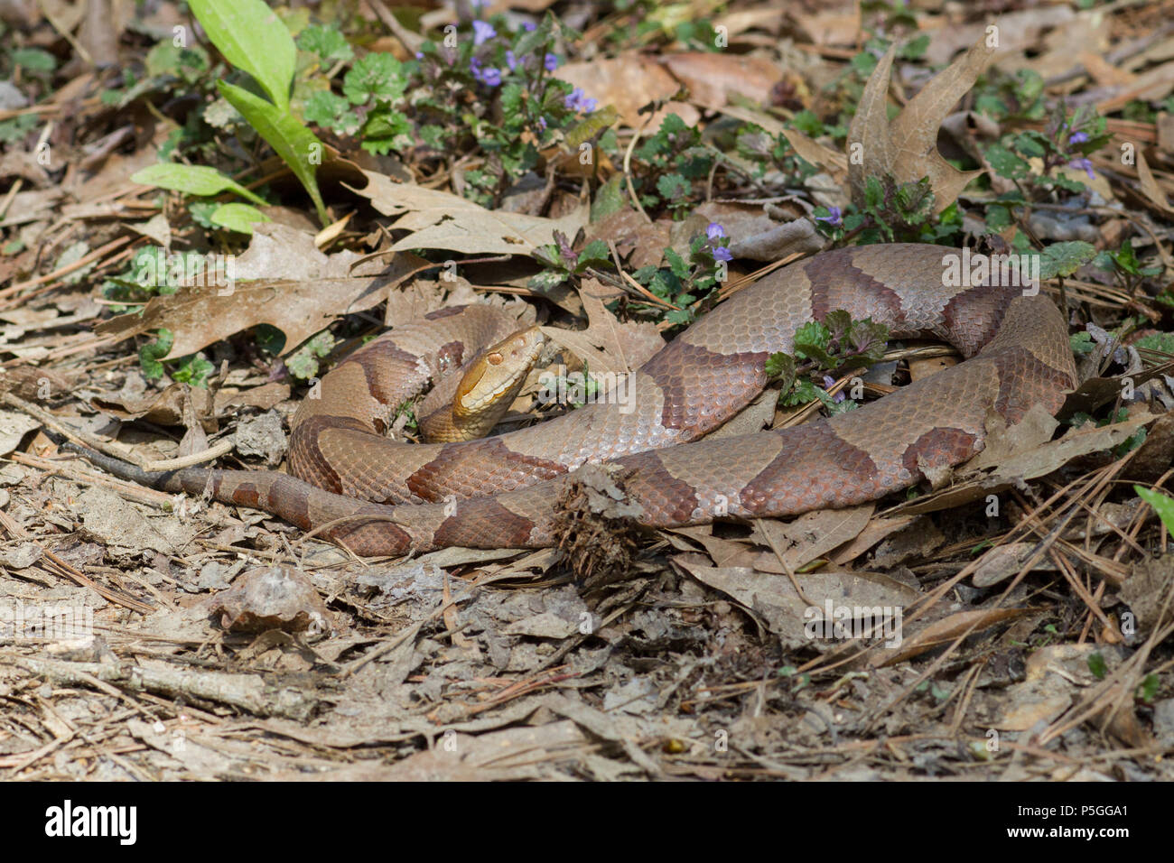 A northern copperhead. Stock Photo