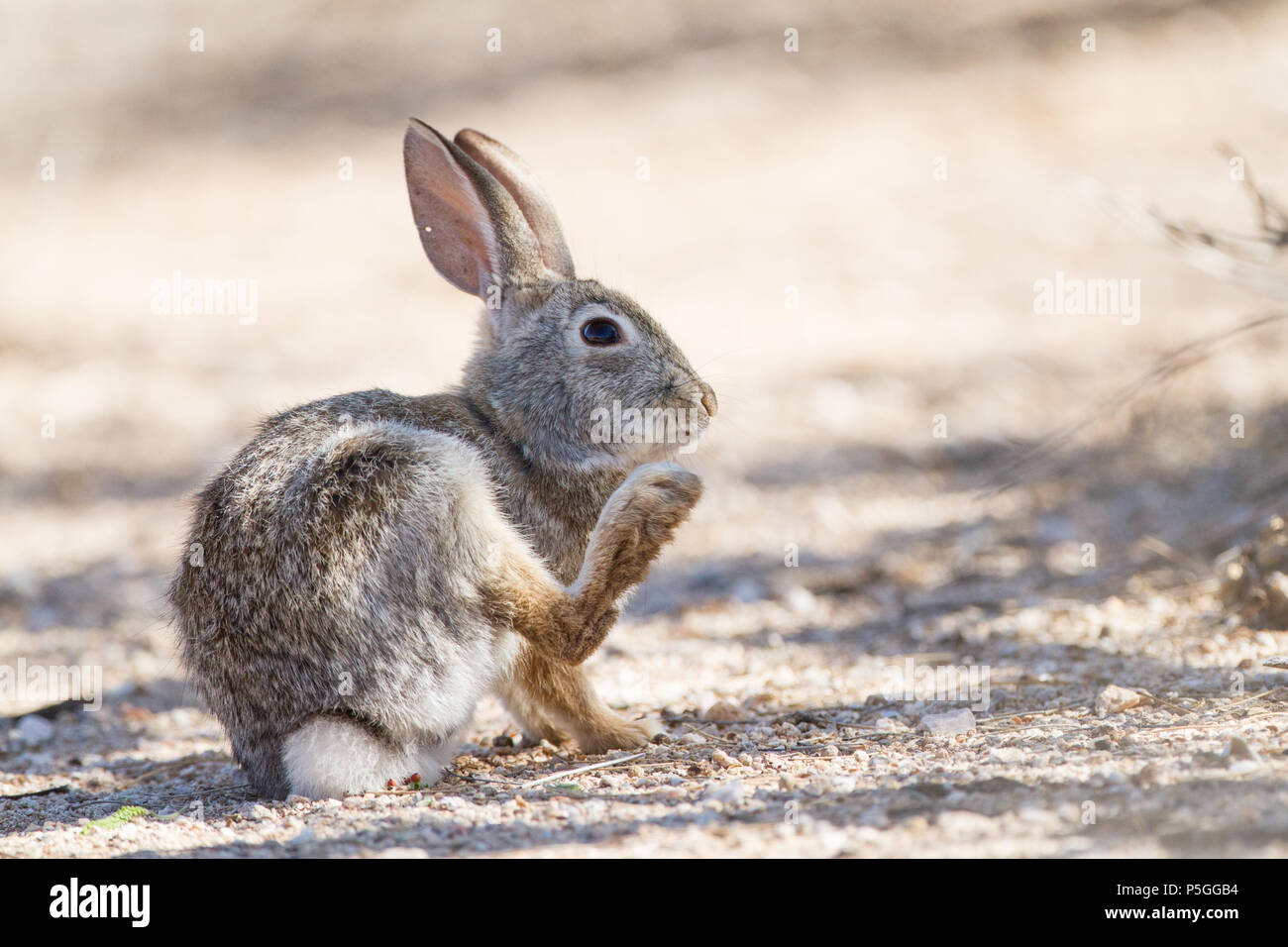 A desert cottontail scratching its chin in the Sonoran Desert of Arizona, USA. Stock Photo