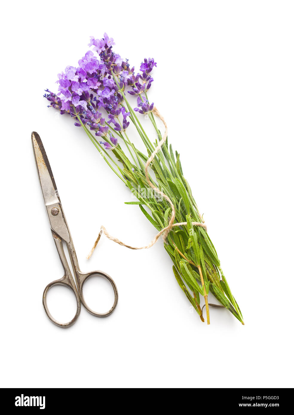 The lavender flowers isolated on white background Stock Photo - Alamy