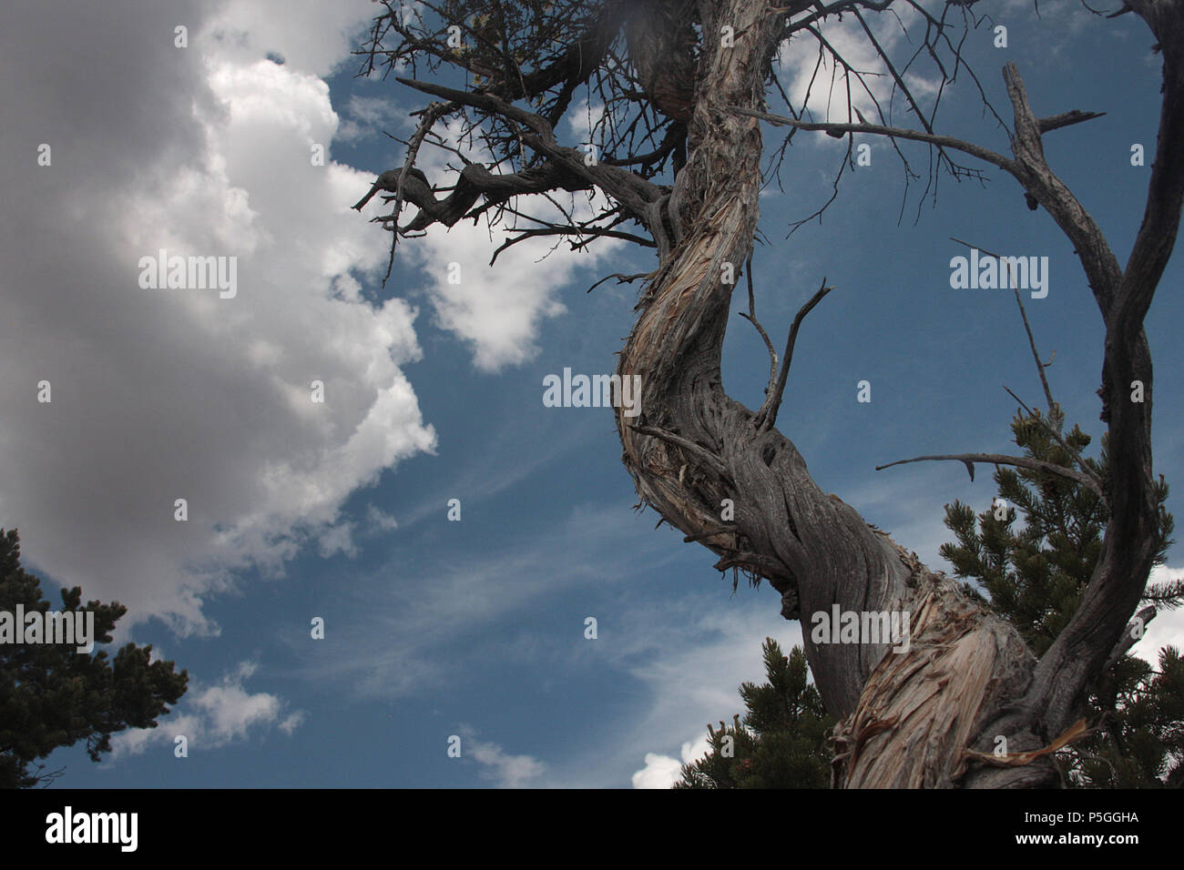 Cliffrose (Purshia) twisted stem in Grand Canyon, Arizona Stock Photo