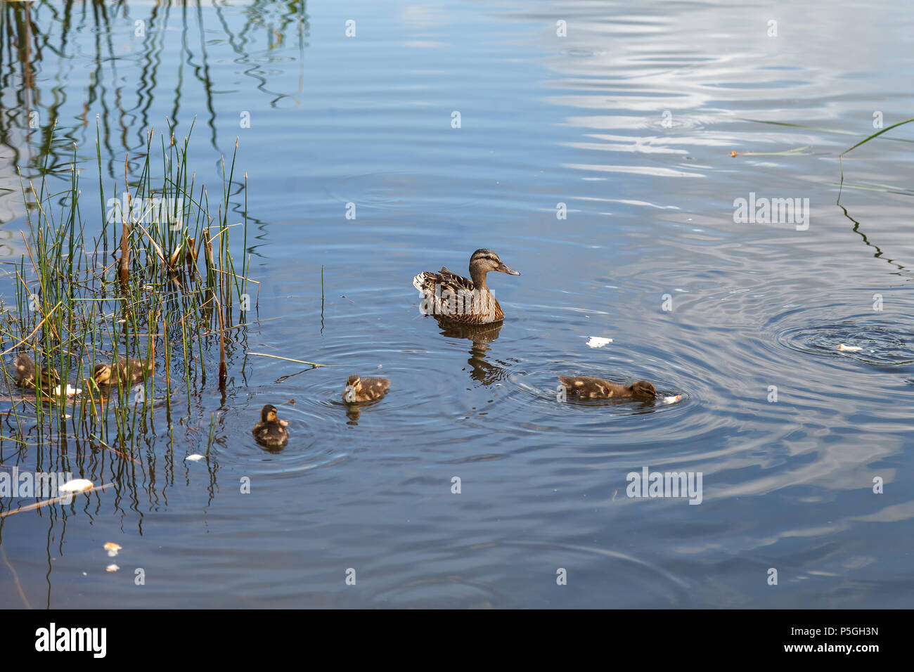 A duck and little ducklings are swimming on the lake. Family of ducks  feeding on water Stock Photo - Alamy