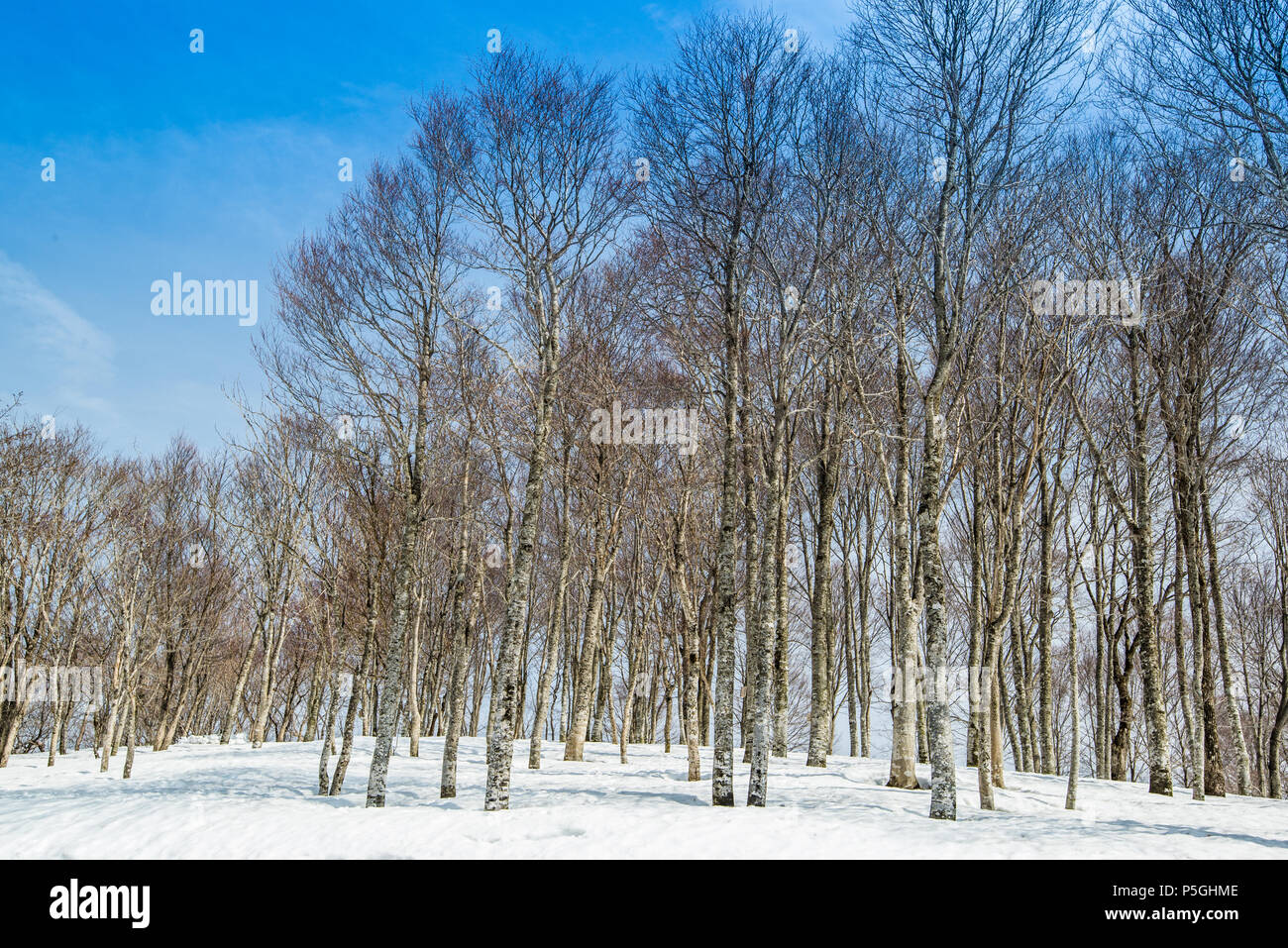 White Birch forest. Hakuba ridge in spring. It is famous of the venue for The Nagano Winter Olympics. Stock Photo