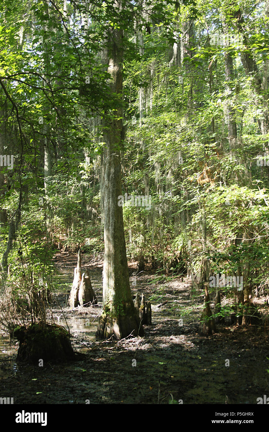 Bald Cypress trees and other plants growing in swamp in Eastern Virginia, USA Stock Photo