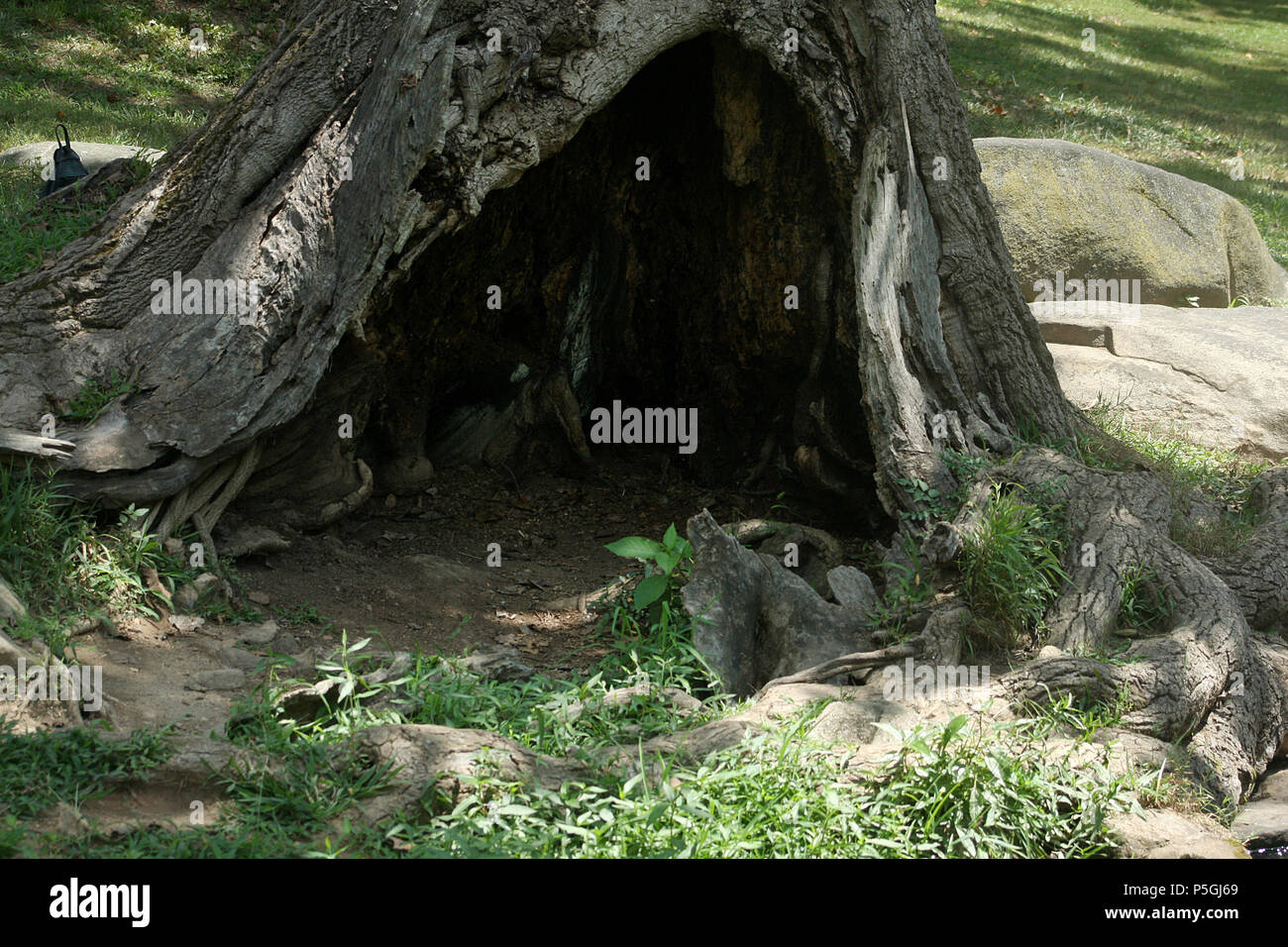 Tree roots hole hires stock photography and images Alamy