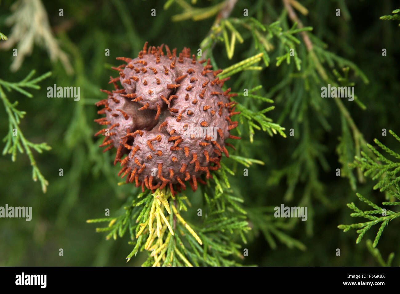Cedar Apple Rust, fungus on Cedar tree Stock Photo