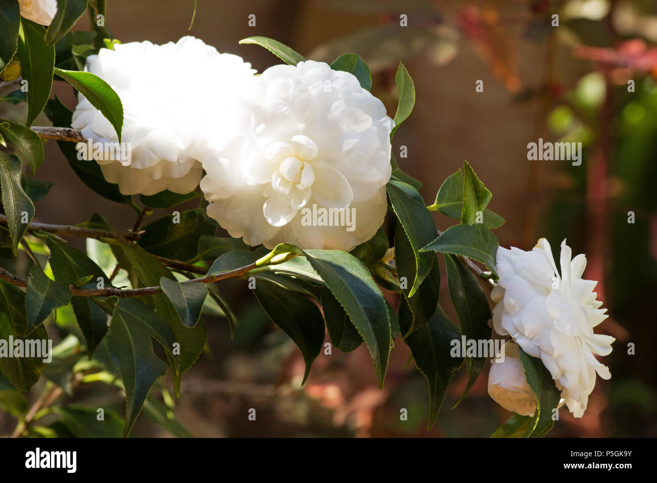 Japanese camellia plant in bloom Stock Photo Alamy