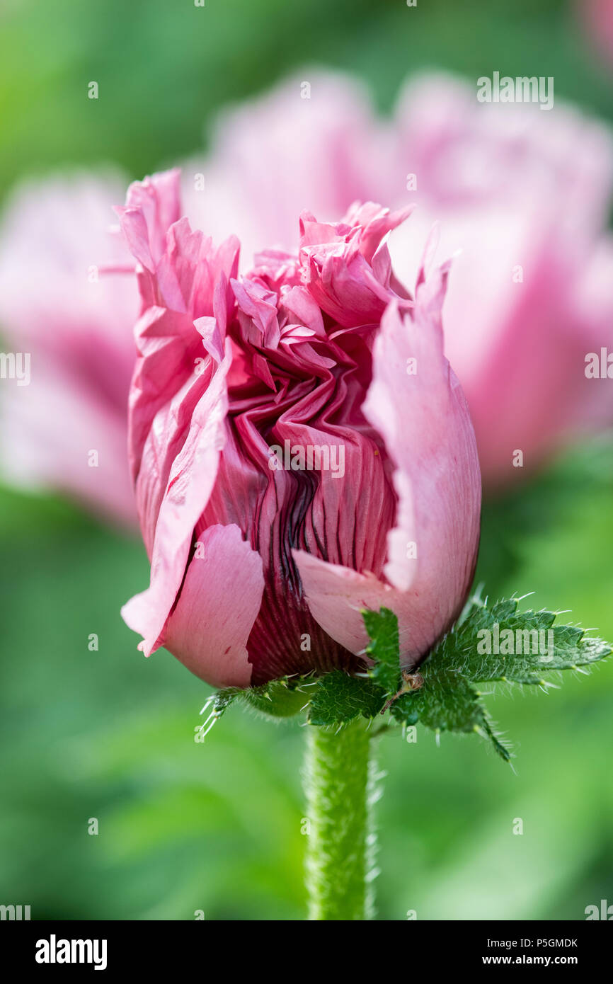 Papaver Orientale. Oriental poppy opening in an english garden in the early morning. UK Stock Photo