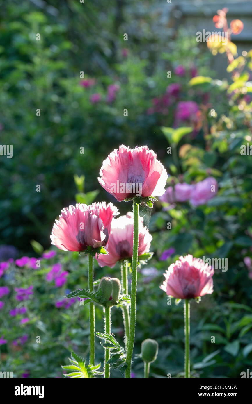 Papaver Orientale. Oriental poppy in an english garden lit by the late afternoon sunlight. UK Stock Photo