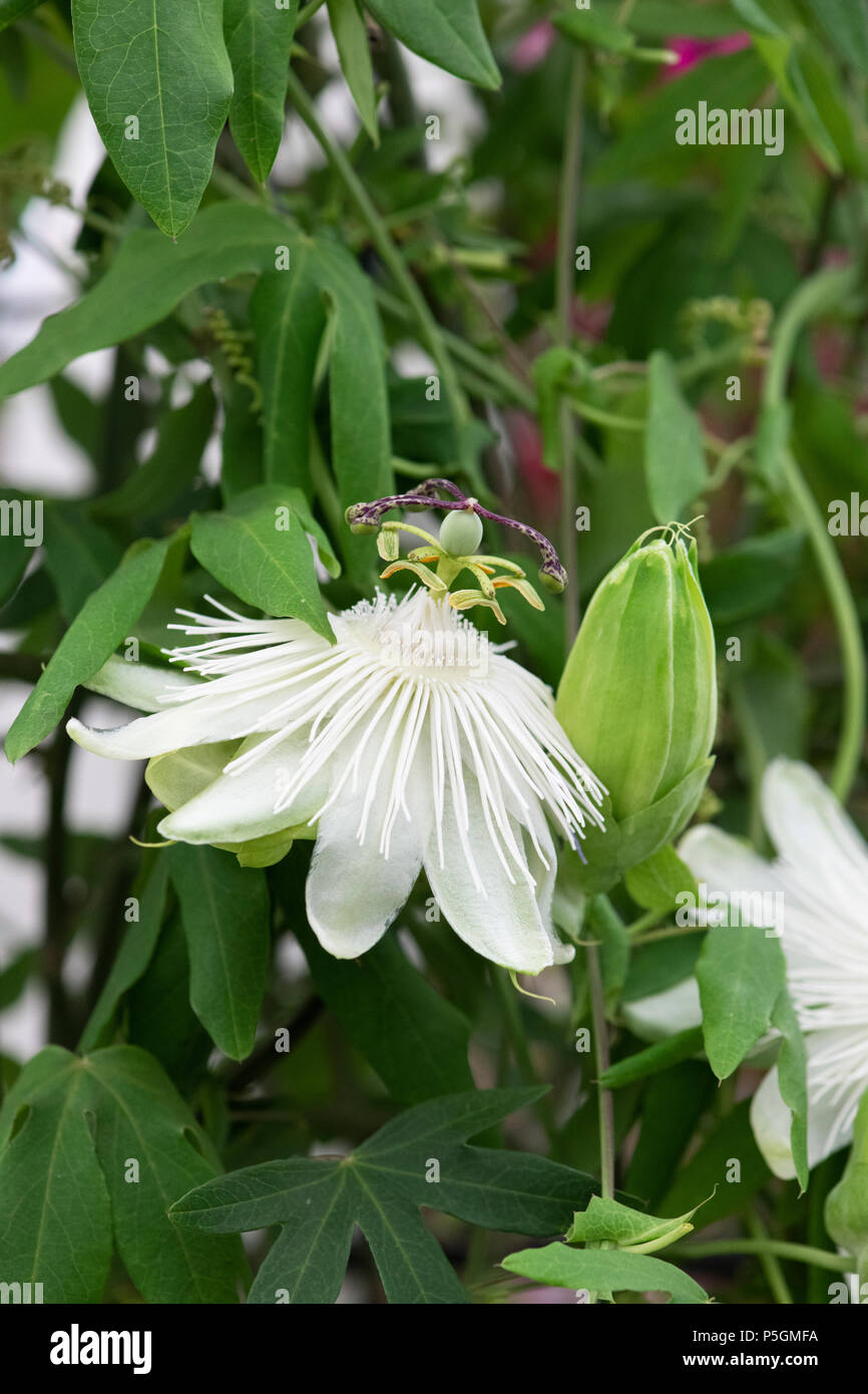 Passiflora caerulea ‘Constance Eliott’ flower. Passionflower Stock Photo
