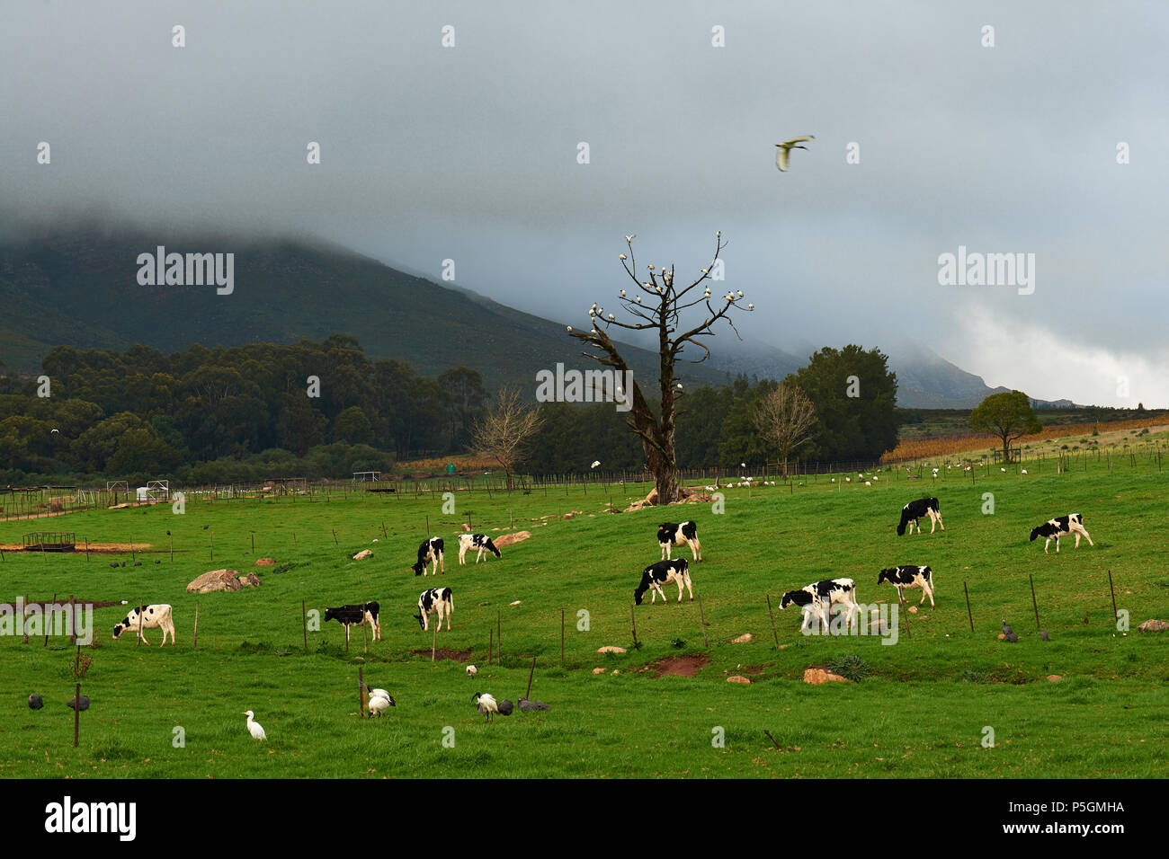 Cattle Egret and African Sacred Ibis in field of cows Stock Photo