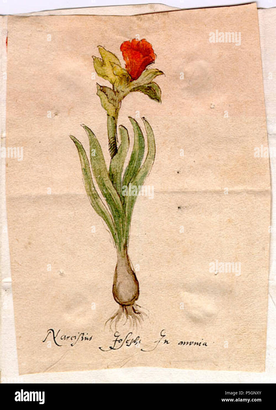 N/A. English: Drawing of a red narcissus belonging to a letter from Carolus  Clusius to Matteo Caccini, Florence, october 10th 1608. [University  Library, BPL 2724 14]. Nederlands: Tekening van een rode narcis