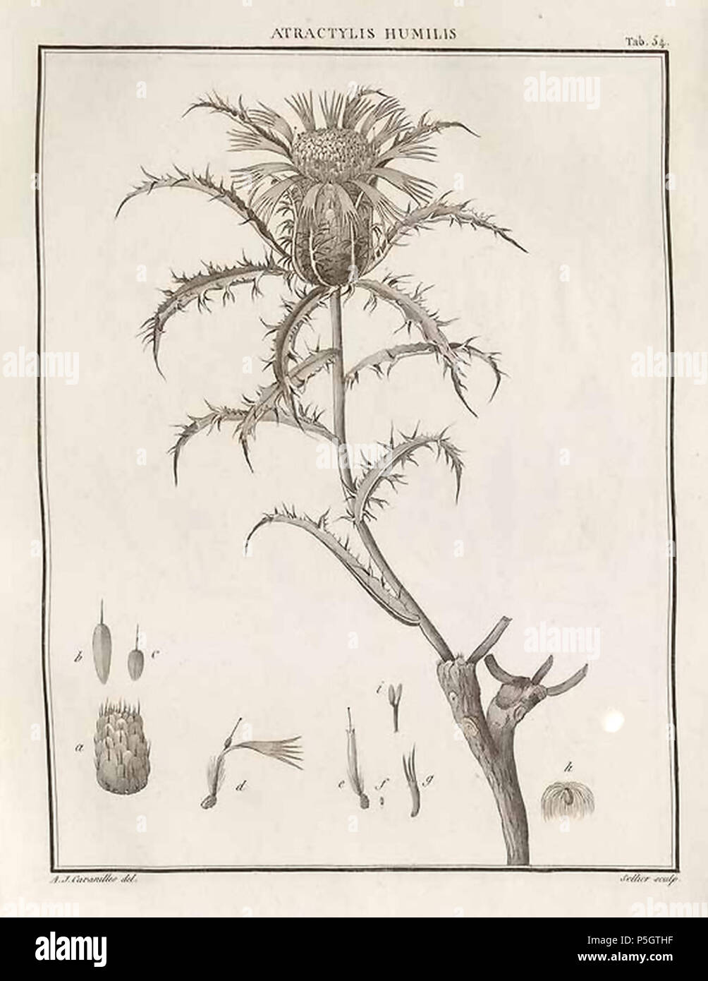 N/A. English: Atractylis humilis en Cavanilles, A.J., Icones et descriptiones plantarum, vol. 1: t. 54, 1791 . 1791. Cavanilles, A.J., 49 A. humilis-Cav.-1 Stock Photo