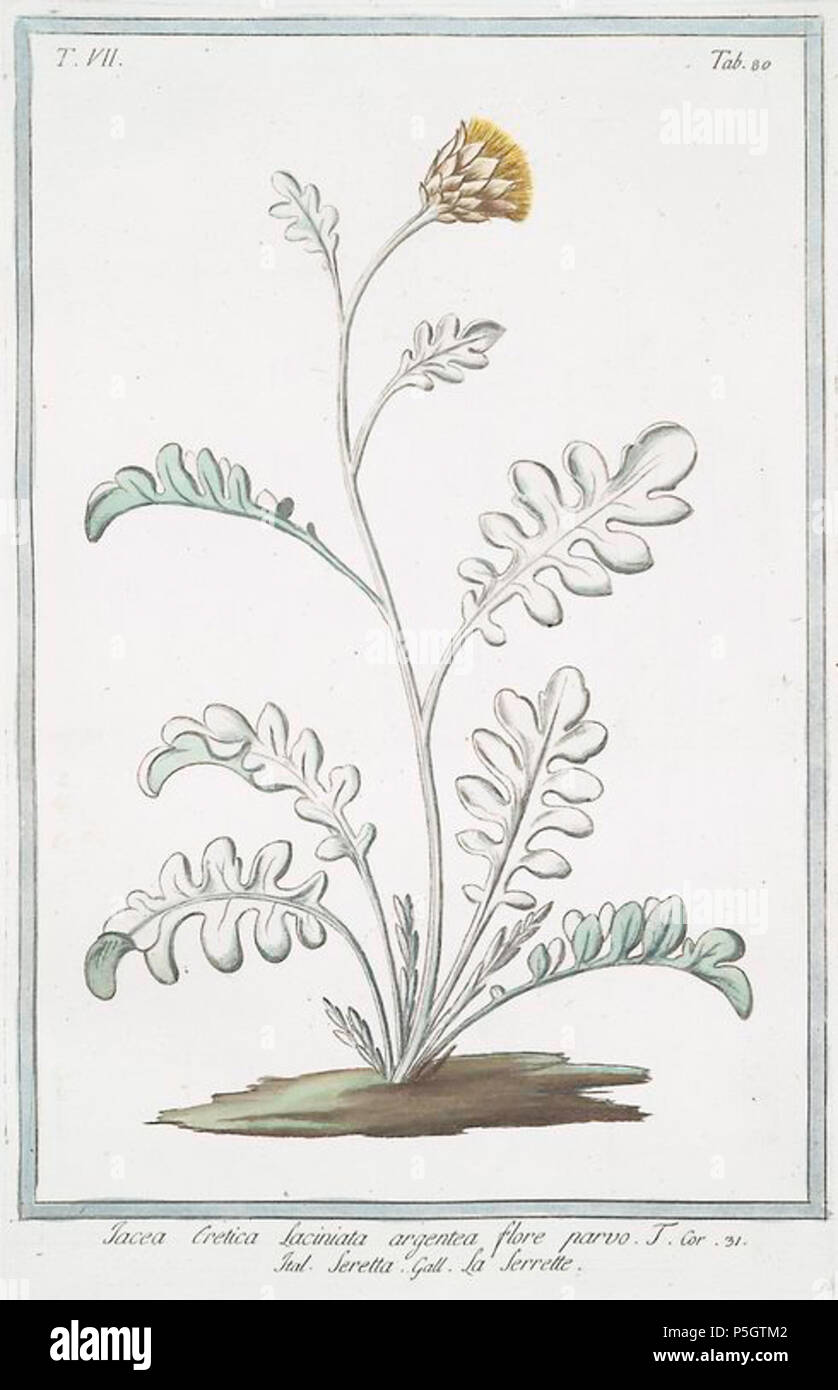 N/A. Español: Centaurea argentea L. ( como Jacea Cretica laciniata argentea flore parvo) en Bonelli, Giorgio, Hortus Romanus juxta Systema Tournefortianum, vol. 7: t. 80 (1783-1816) . between 1783 and 1816. Bonelli, Giorgio 261 C.argentea-3 Stock Photo